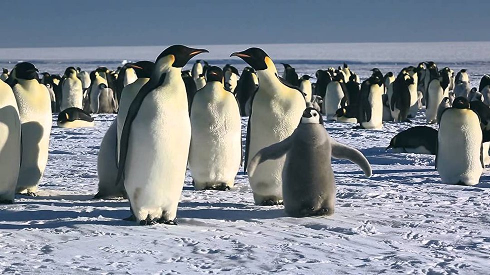 the making of march of the penguins